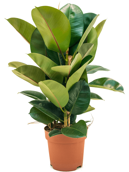 Фикус Elastica 'Robusta'  H105×W45 D24×21 см 