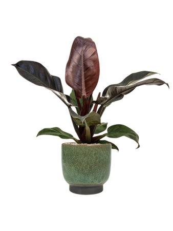 Филодендрон 'Imperial Red'  H50×W35 D19×17 см 