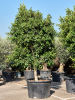 Фикус Мелкоплодный 'Nitida' 375-400  H375×W150 D104×65 см 