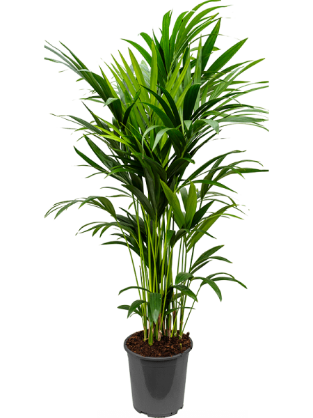 Кентия Howea Форстериана  H150×W60 D27×26 см 