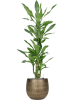 Драцена Fragrans 'Burundii'110-120  H115×W50 D21×20 см 