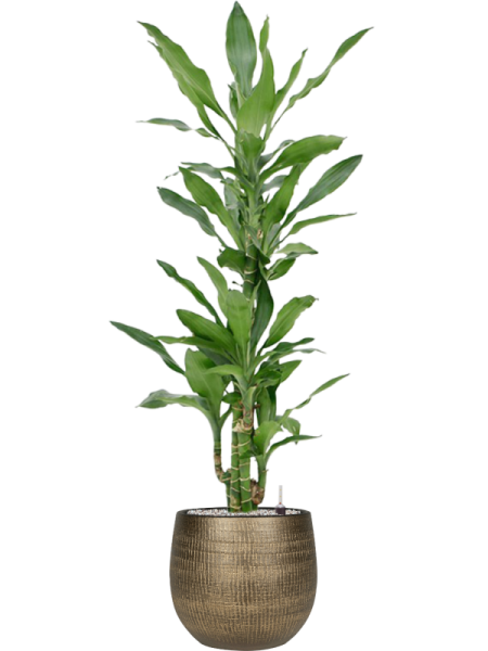 Драцена Fragrans 'Burundii'110-120  H115×W50 D21×20 см 