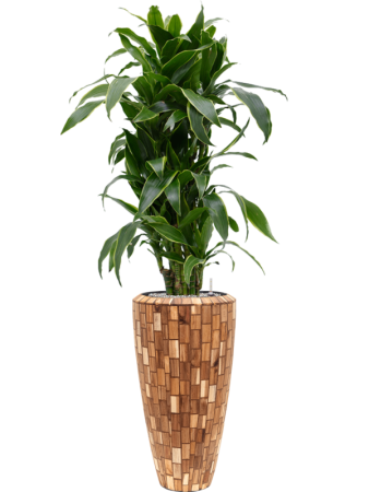 Драцена Fragrans 'Arturo'  H120×W60 D27×25 см 