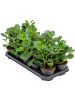 Клузия Розовый Грин ' Magic' 10/tray  H25×W25 D12×10 см 