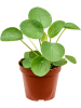 Пилея Peperomioides 12/tray  H17×W11 D9×8 см 