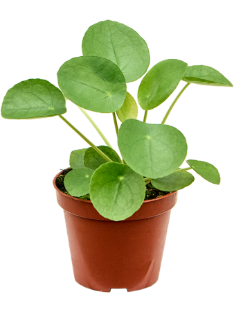 Пилея Peperomioides 12/tray  H17×W11 D9×8 см 
