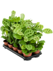 Маранта Leuconeura 'Kerchoveana' 10/tray  H35×W20 D12×10 см 
