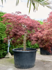 Клён Pal. Diss 'Crimson Queen'  H220×W260 D103×66 см 