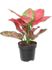 Аглаонема 'Red Joy' 6/tray  H30×W20 D12×9 см 