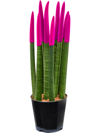 Сансевиерия Cy. Sp. 'Velvet Touchz' 8/tray  H45×W15 D12×11 см 