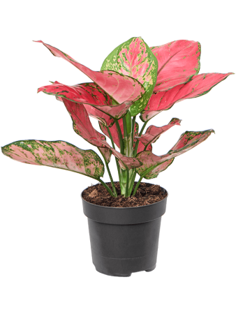 Аглаонема 'Red Joy' 6/tray  H30×W20 D12×9 см 