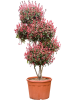 Фотиния X Fraseri 'Red Robin' Compacta  H220×W130 D55×41 см 