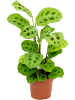 Маранта Leuconeura 'Kerchoveana' 10/tray  H35×W20 D12×10 см 