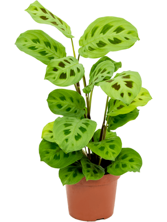 Маранта Leuconeura 'Kerchoveana' 10/tray  H35×W20 D12×10 см 