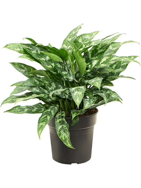 Аглаонема 'Maria'50-60  H55×W45 D21×20 см 