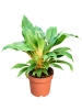 Хлорофитум Orchidastrum 'Fire Flash' 6/tray  H25×W20 D12×10 см 