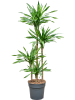 Драцена Fragrans 'Riki'  H150×W40 D27×26 см 