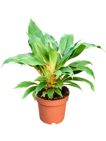 Хлорофитум Orchidastrum 'Fire Flash' 6/tray  H25×W20 D12×10 см 