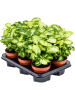 Сингониум 'Pixie' 6/tray  H25×W25 D12×10 см 