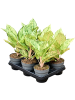 Аглаонема 'Chartreuse Pretty' 6/tray  H30×W25 D12×9 см 