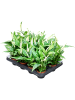 Спатифиллум 'Pearl Cupido' 16/tray  H25×W10 D7×6 см 