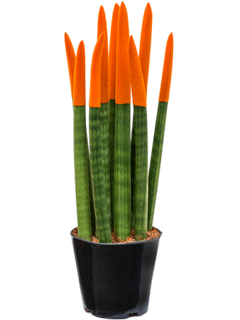Сансевиерия Cy. Sp. 'Velvet Touchz' 8/tray  H40×W15 D12×11 см 