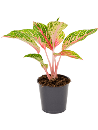 Аглаонема 'Coco Melon' 6/tray  H35×W25 D12×9 см 