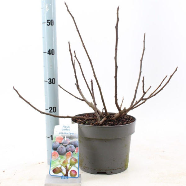 Фикус Carica 'Little Miss Figgy'  H40 D23 см 