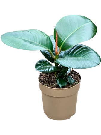 Фикус Elastica 'Sofia' 9/tray  H25×W15 D11×9 см 