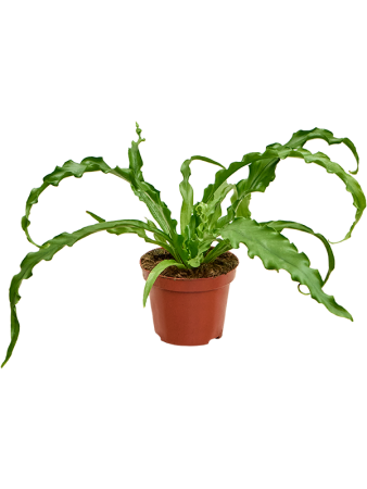 Асплениум Древний 'Osaka' 12/tray  H15×W15 D9×7 см 