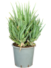 Алоэ Arborescens  H85×W60 D33×29 см 