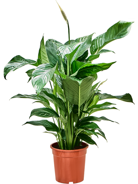 Спатифиллум 'Sweet Lauretta'  H90×W60 D21×19 см 