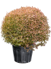 Энкиантус Perulatus  H120×W110 D59×43 см 