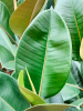 Фикус Elastica 'Robusta' 6/tray  H55 D17 см 