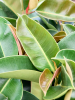 Фикус Elastica 'Robusta'  H140×W65 D28×28 см 