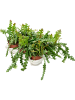Эпифиллюм Anguliger 6/tray  H25×W25 D12×10 см 