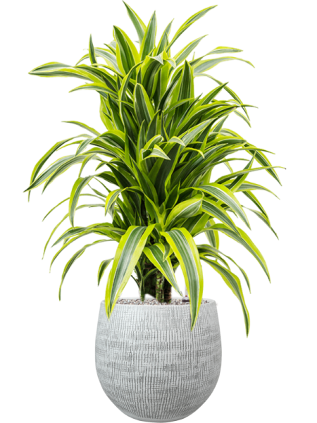 Драцена Fragrans 'Lemon Lime'  H90×W40 D24×23 см 