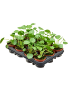Пилея Peperomioides 12/tray  H17×W11 D9×8 см 
