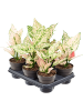 Аглаонема 'Rosy' 6/tray  H35×W20 D12×9 см 