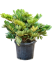 Замия Furfuracea 80-100  H90×W90 D40×35 см 