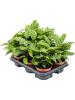 Калатея 'Freddie' 6/tray  H30×W25 D12×10 см 