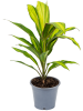 Кордилина Fruticosa 'Kiwi' 6/tray  H40×W28 D12×10 см 