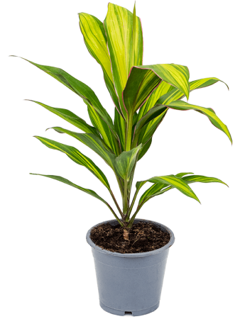 Кордилина Fruticosa 'Kiwi' 6/tray  H40×W28 D12×10 см 