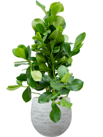 Клузия Розовый  H85×W40 D24×22 см 