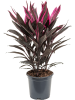 Кордилина Fruticosa 'Tango'  H50×W30 D19×17 см 