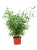 Спаржа Falcatus 8/tray  H35×W20 D12×10 см 