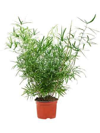 Спаржа Falcatus 8/tray  H35×W20 D12×10 см 