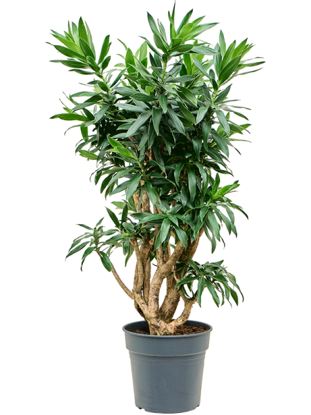 Плеомеле Драцена Reflexa 125cm-145cm  H135×W50 D30×27 см 