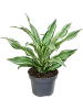Драцена Fragrans 'Kanzi' 6/tray  H20×W20 D12×10 см 