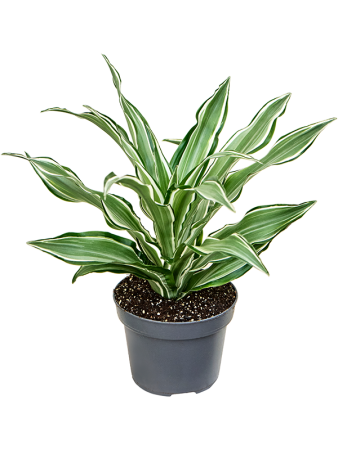 Драцена Fragrans 'Kanzi' 6/tray  H20×W20 D12×10 см 